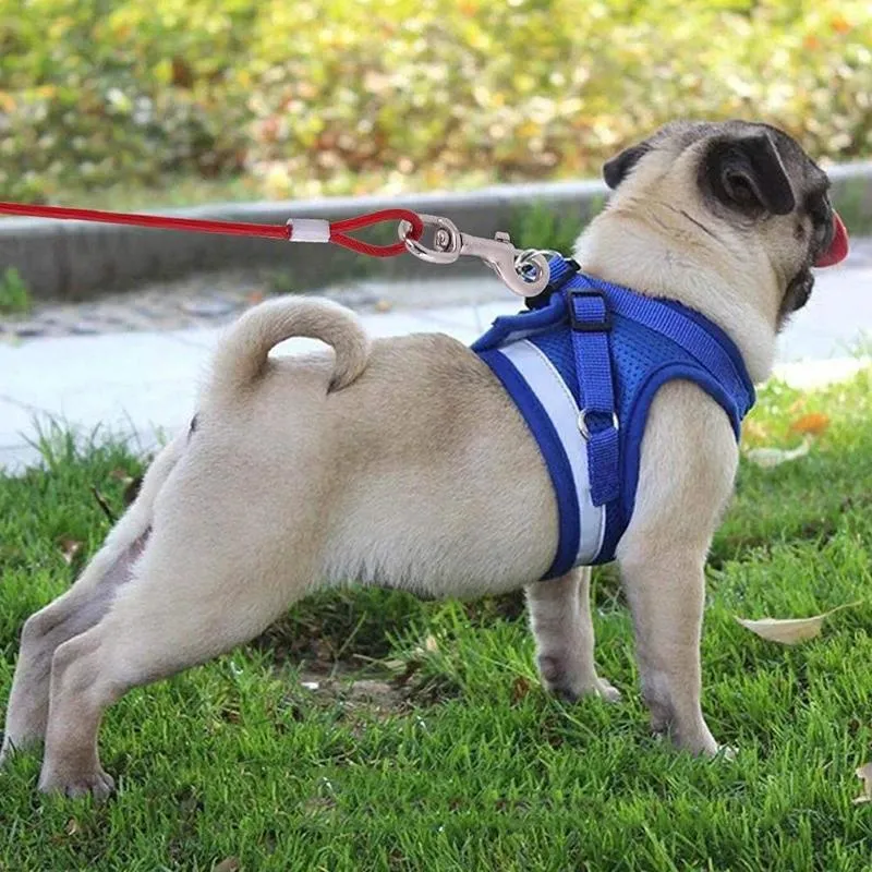 2 In 1 Pet Traction Rope With Handle 5M Length Random Colour