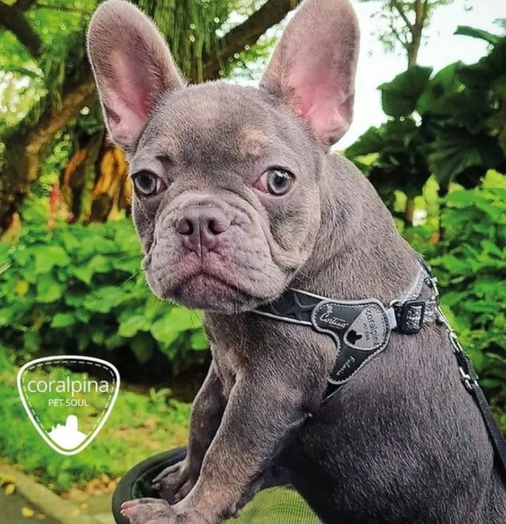DOG  HARNESS - THE CINQUETORRI BLACK
