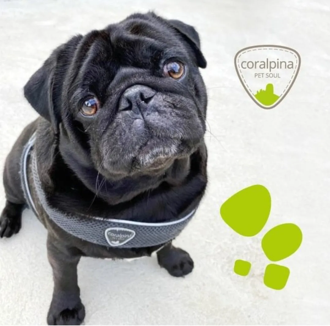 DOG  HARNESS - THE CINQUETORRI BLACK