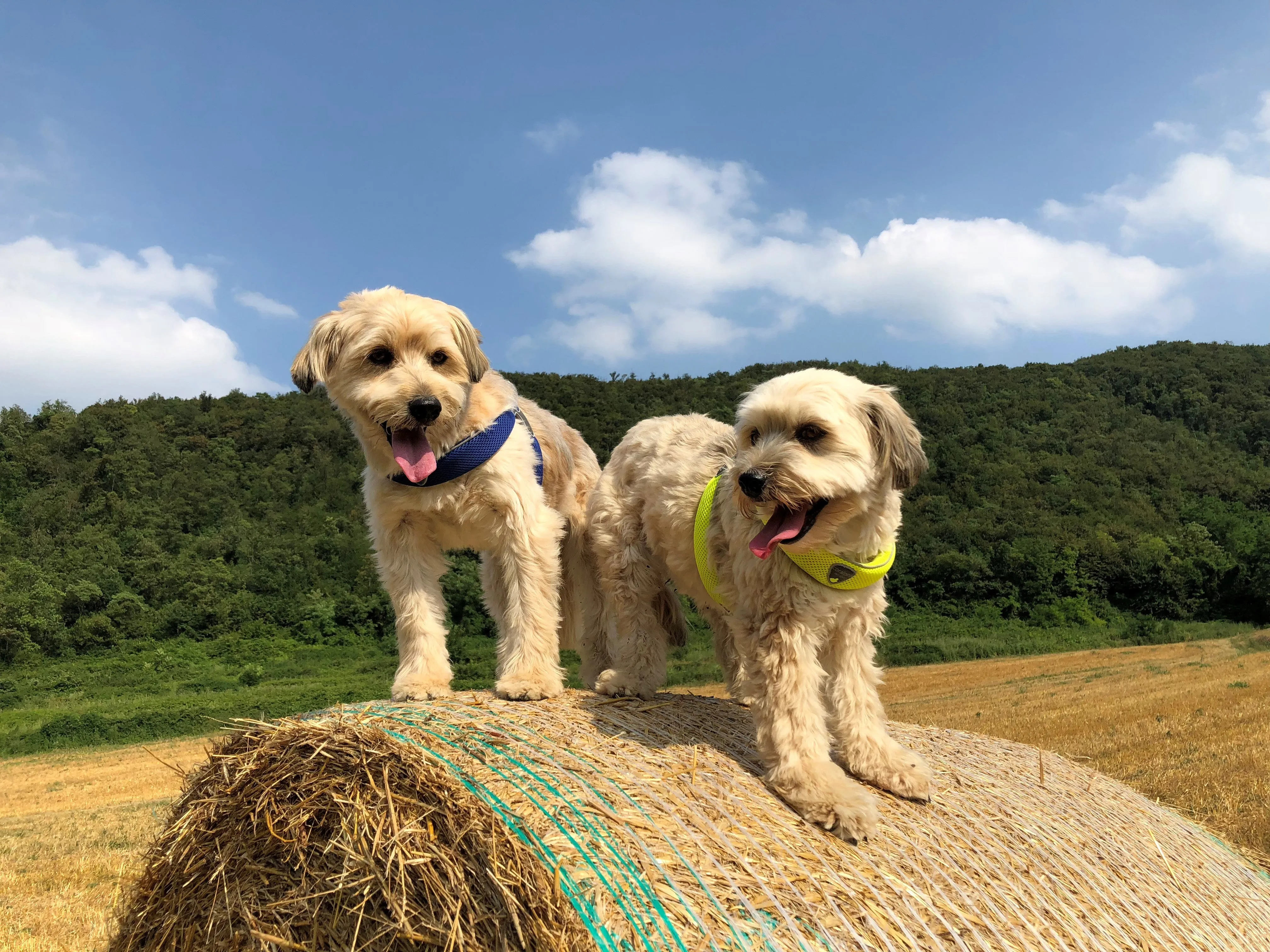 DOG HARNESS - THE CINQUETORRI BLUE