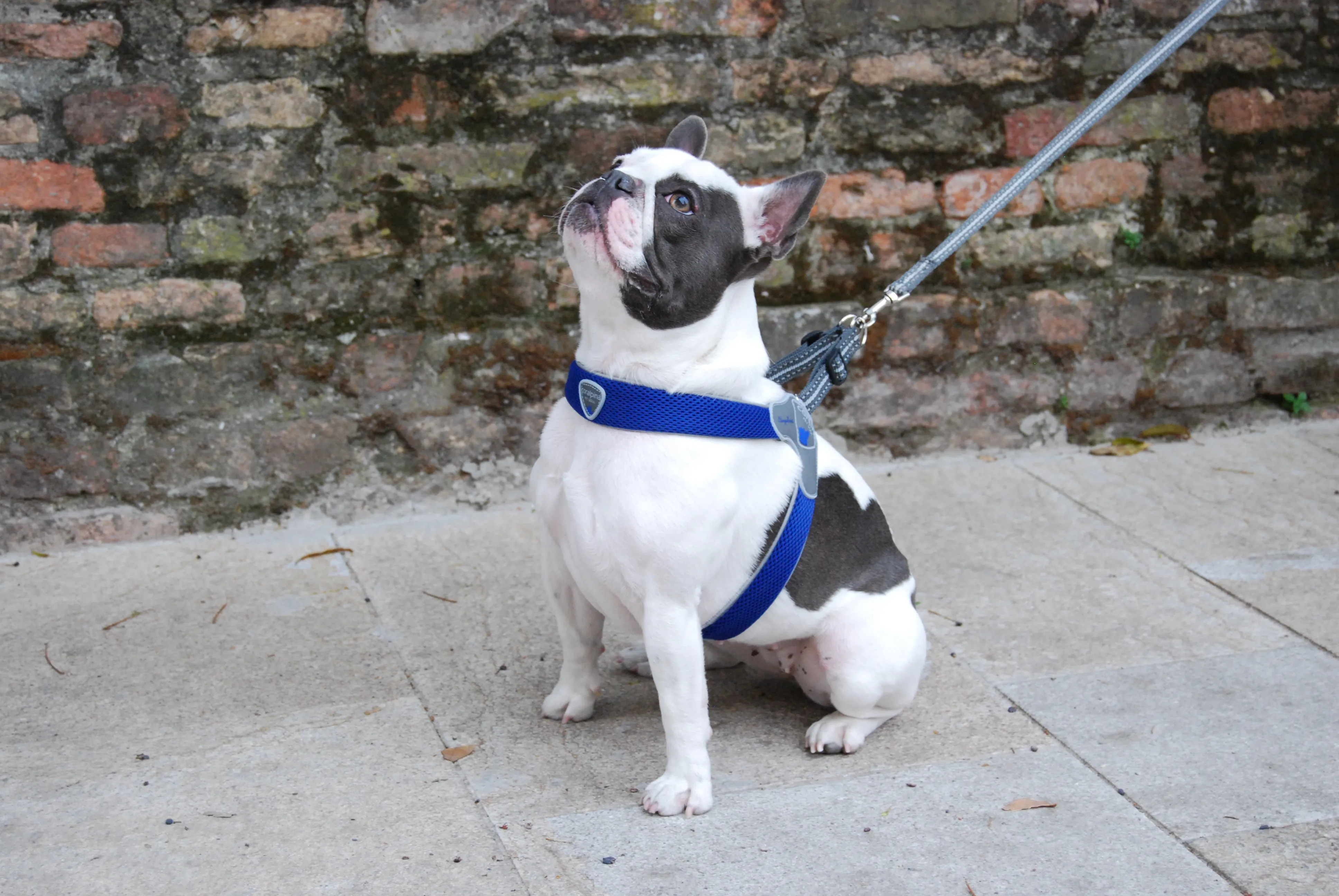 DOG HARNESS - THE CINQUETORRI BLUE