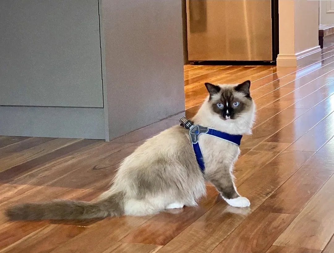 DOG HARNESS - THE CINQUETORRI BLUE