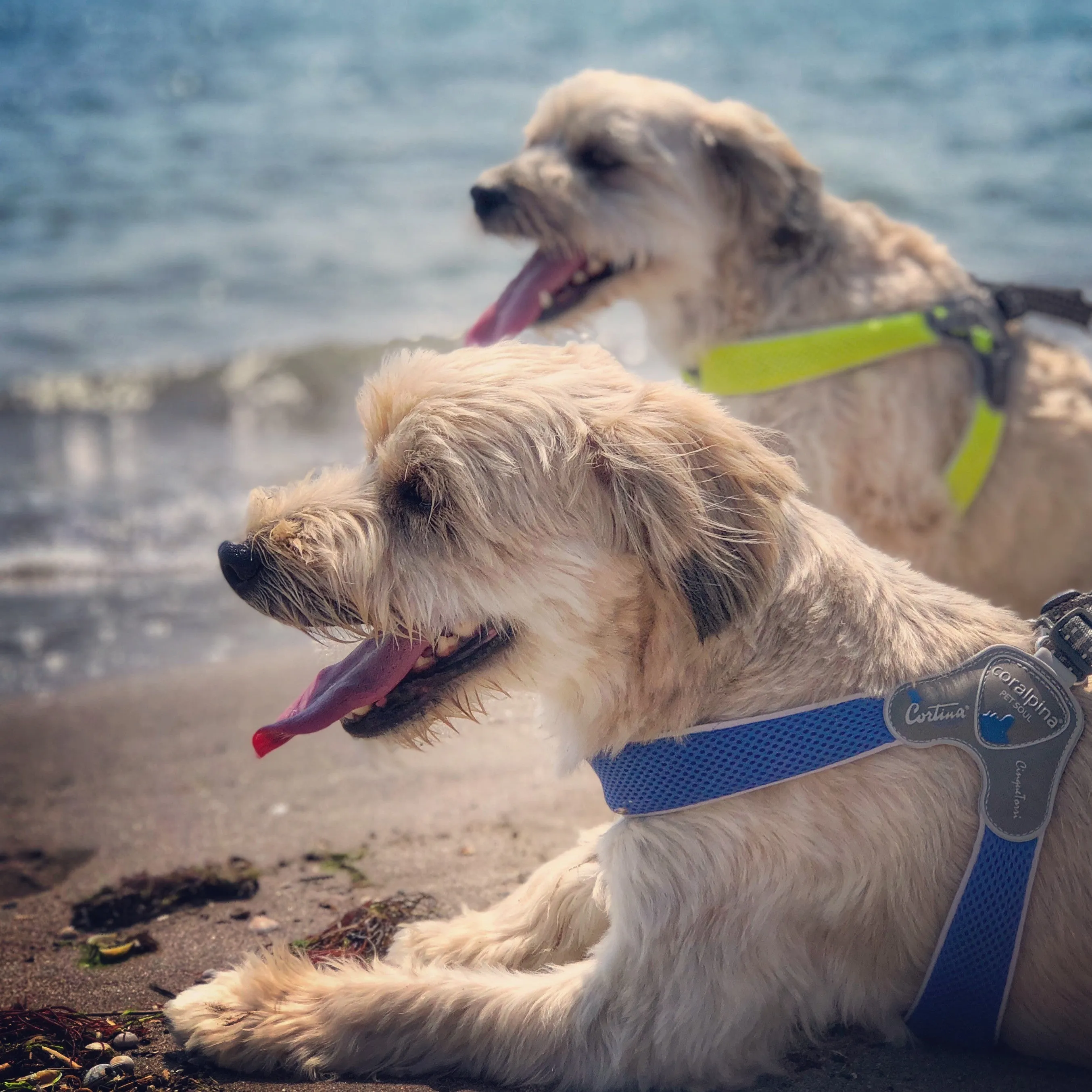 DOG HARNESS - THE CINQUETORRI BLUE